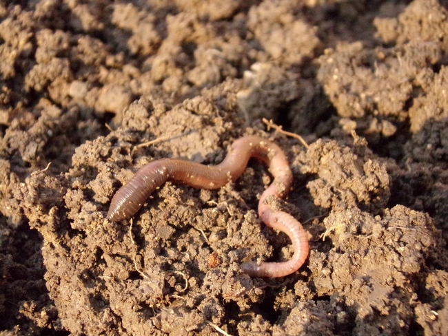 A common earthworm,Lumbricus terrestris. Photo from Pixabay.