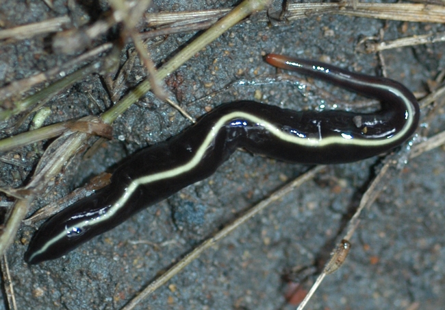 Blue garden flatworm, Caenoplana coerulea. Photo by Doug Beckers, Flickr.com