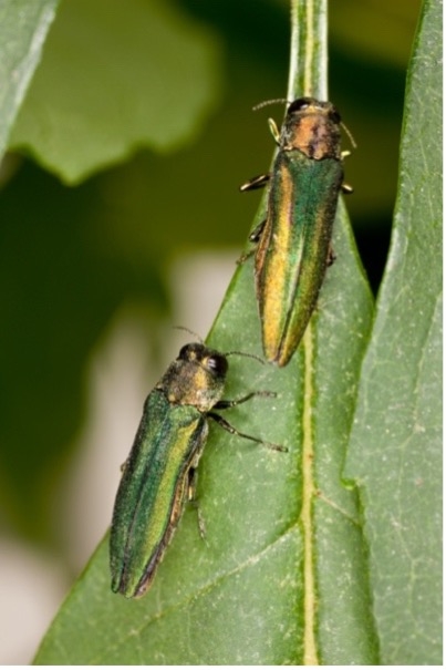 Two adult emerald ash borers on a leaf. Photo by Stephen Ausmus, USDA.