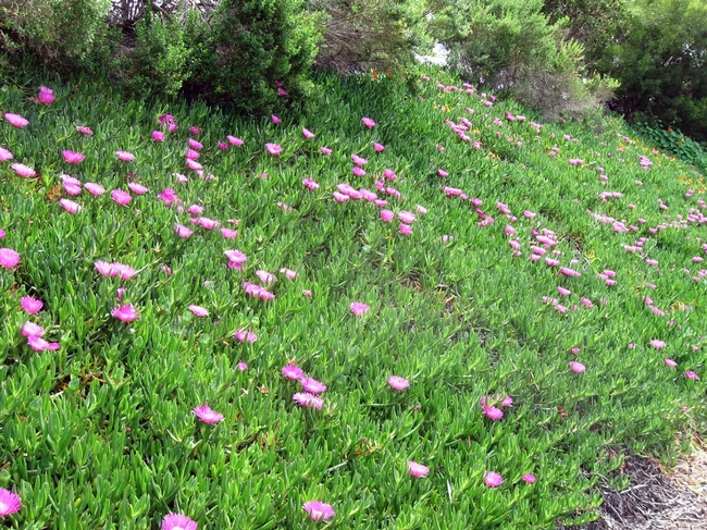 A patch of highway iceplant, Carpobrotus edulis. Photo by Mitch Barrie, Flickr.com.