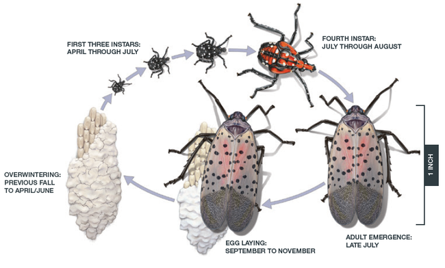 Spotted lanternfly life cycle. Illustration © Emily S. Damstra.https://extension.psu.edu/spotted-lanternfly-management-guide