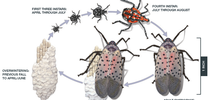 Spotted lanternfly life cycle. Illustration © Emily S. Damstra. for Pests in the Urban Landscape Blog