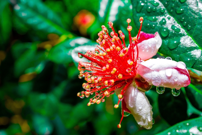 Pineapple guava (Acca sellowiana/Feijoa sellowiana), a hardy member of the myrtle family, is a shrub or small tree that prefers some shade. Fuschia-like blossoms are edible and the fruits taste like a mix of pineapple, kiwi and guava.