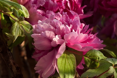 Peony flower by llee_wu is licensed under CC BY-ND 2.0.