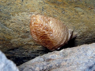 Mantis egg case by macropoulos is licensed under CC BY-NC-ND 2.0.