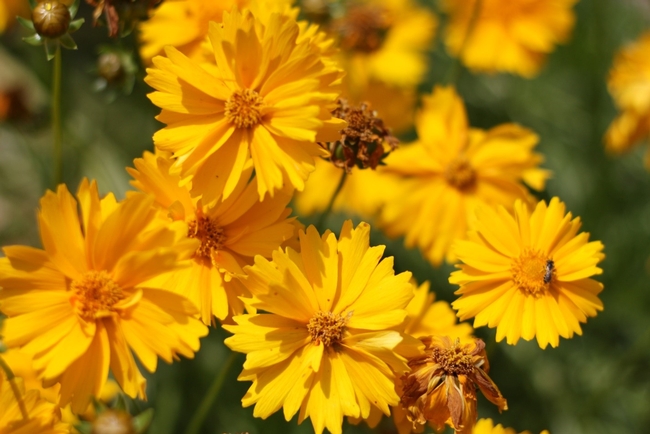 coreopsis californica