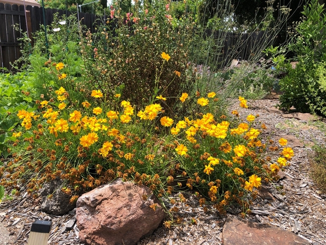 coreopsis californica in the garden