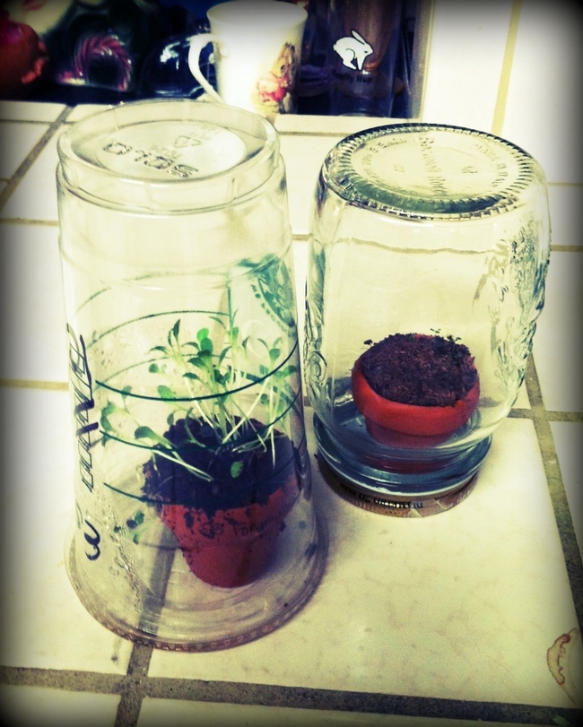 Recycled cup and jar.