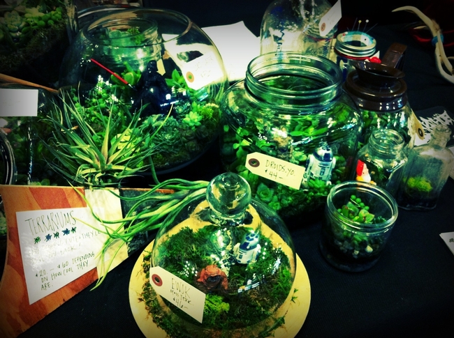 Recycled containers for terrariums.