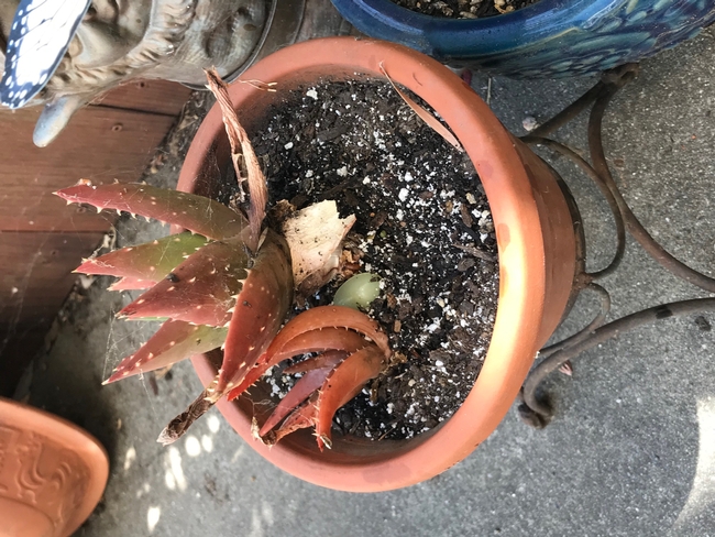 Aloe with stone.