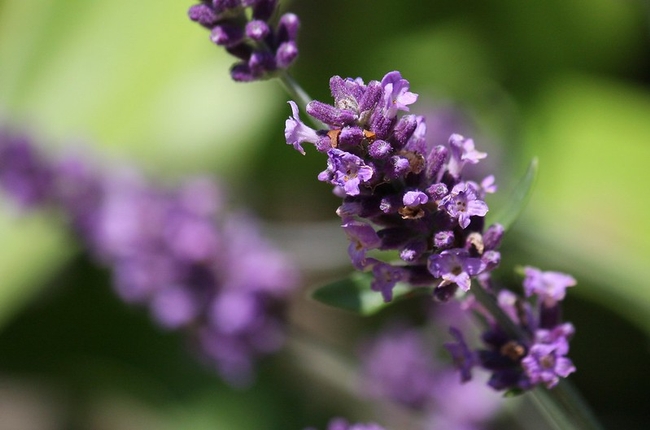 Echter Lavendel (Lavandula angustifolia) by blumenbiene is licensed under CC BY 2.0.