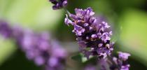 Echter Lavendel (Lavandula angustifolia) by blumenbiene is licensed under CC BY 2.0. for Under the Solano Sun Blog