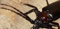 Palo Verde Beetle, Mandibles by cobalt123 is licensed under CC BY-NC-SA 2.0. for Under the Solano Sun Blog