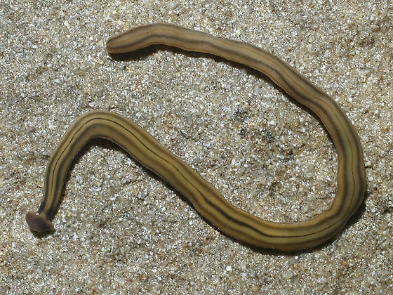 Hammerhead Flatworm 2