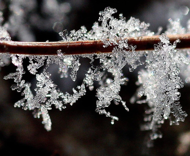 Frost on a pine needle by Lida Rose is licensed under CC BY-ND 2.0.