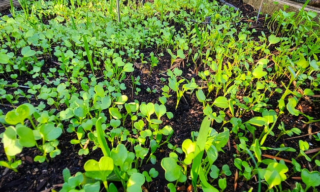 Cover Crop Seedlings in Garden Bed 2 -  Al Alvarado