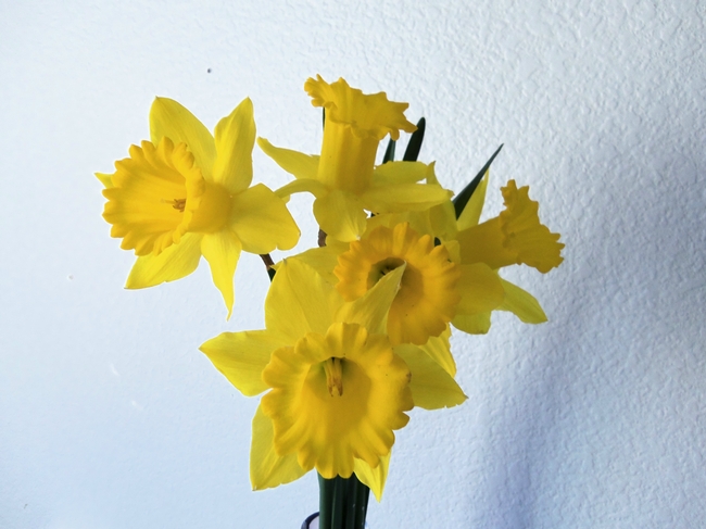Yellow daffodil. (photo by Karen Norton)