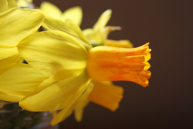 Narcissus 'Jetfire' has orange trumpet and reflexed petals. (photo by Jennifer Baumbach)