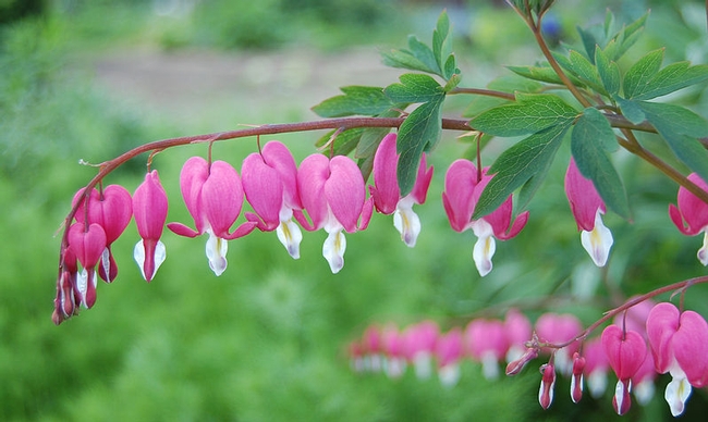 Dicentra spectabilis. (photo from Wikipedia.com)
