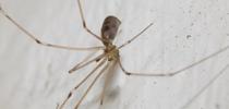 Cellar spider - plutozoom for Under the Solano Sun Blog
