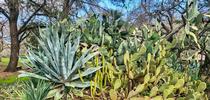 1 Prickly Pear Cactus Pena Adobe - A.Alvarado for Under the Solano Sun Blog