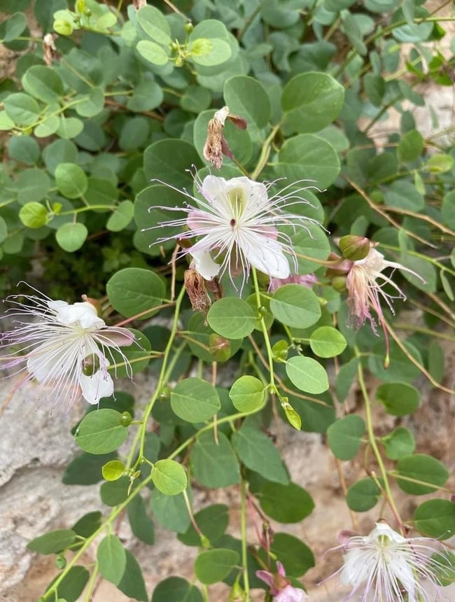 Caper flowers. photos by Cindy Yee