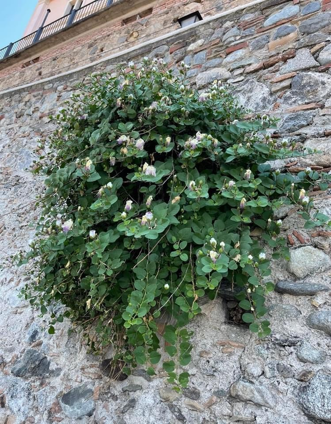 capers on the wall