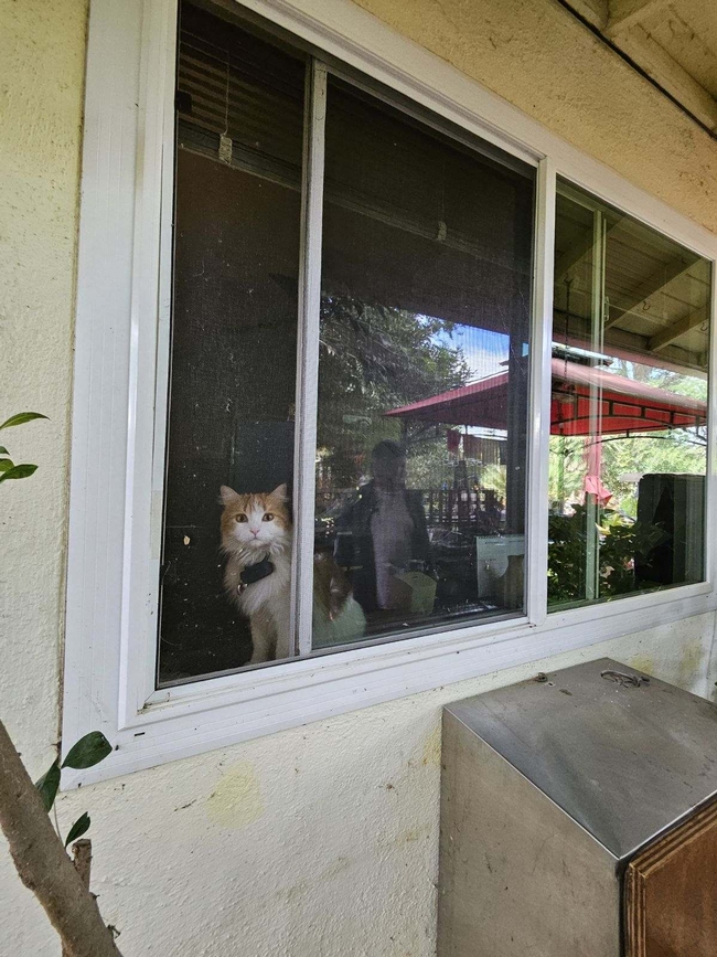 Blank canvas, ready for catio - P.Pashby