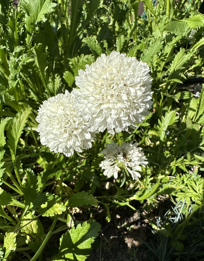 In the garden. photos by Erin Mahaney