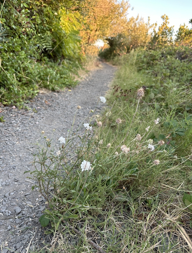 On the trail.