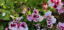 Martha Qashington geranium. photo by Michelle Davis for Under the Solano Sun Blog