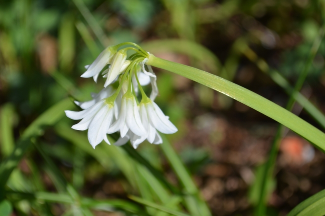 Close up of wild onion flowers. (photos by Erin Mahaney)