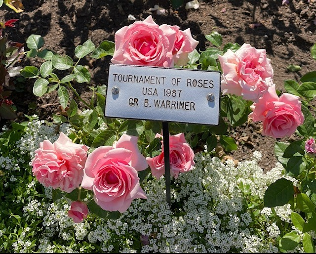 tournament of roses rose