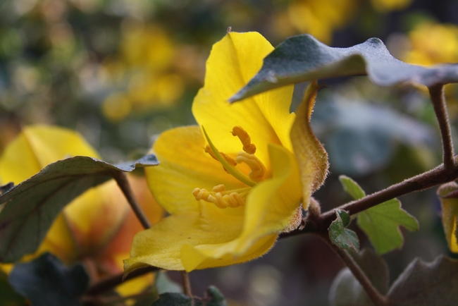 Flannel Bush (Fremontodendron spp.)