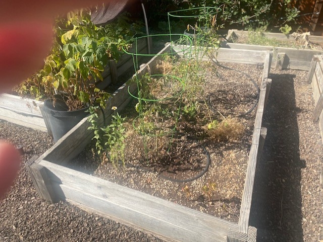 Spent vegetable garden. photo by Mike Gunther