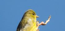 Lesser Goldfinch by Sharon in Llano is licensed under CC BY-NC-SA 2.0. for Under the Solano Sun Blog