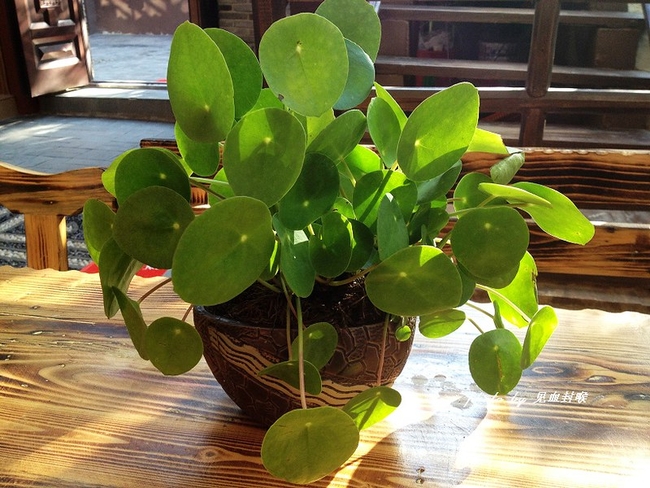 ????Pilea peperomioides) by Neyer is licensed under CC BY-NC-SA 2.0.