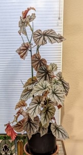 rex begonia michelle krespi