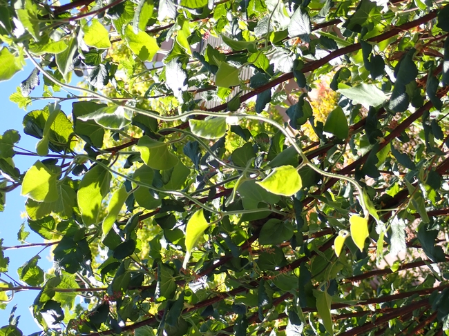 Pipevine in gooseberry, April