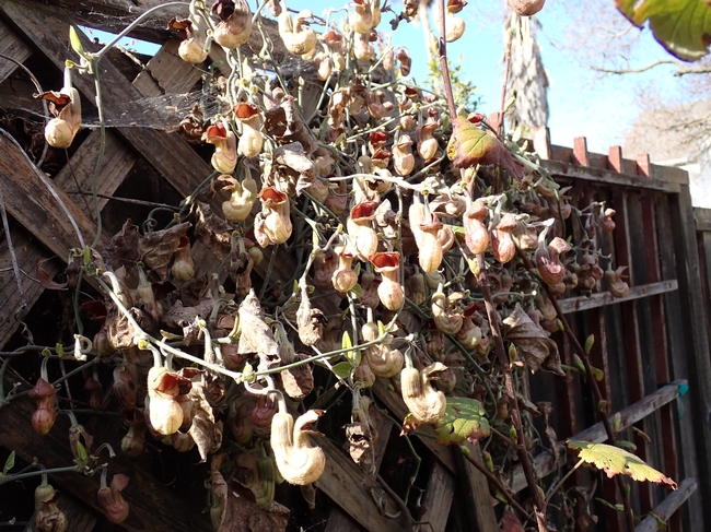 Pipevine flowers, January