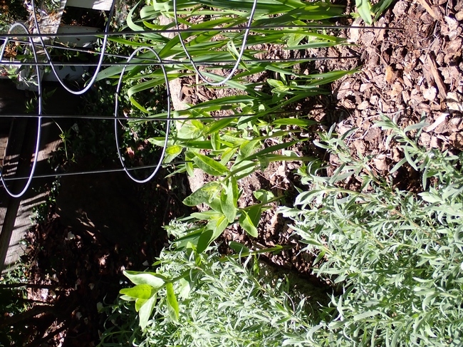 CA fuchsia overrunning milkweed bed, April