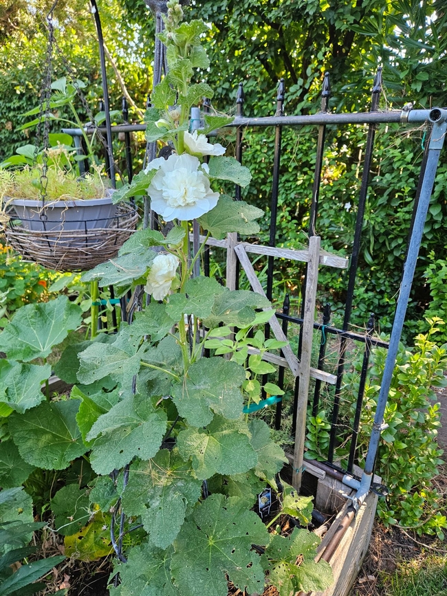 Hollyhock plant in bloom - P. Pashby