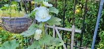 Hollyhock plant in bloom - P. Pashby for Under the Solano Sun Blog