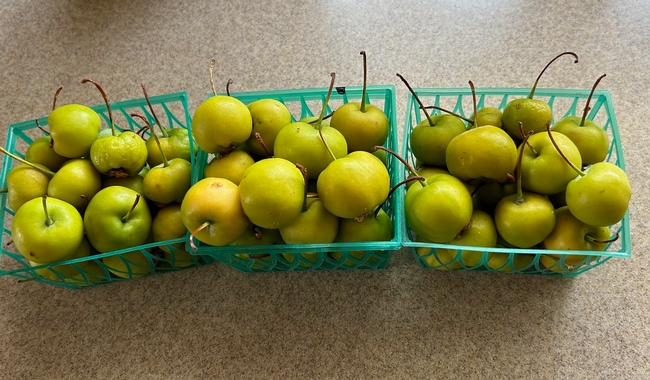 Crabapple harvest. Photos by Karen Metz