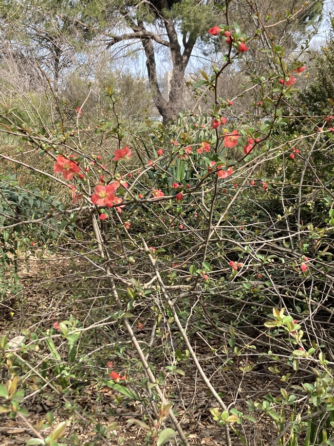 Quince flowers.