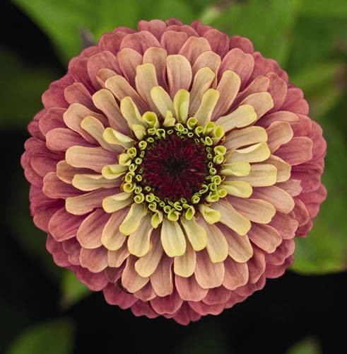 Zinnia 'Queen Red Lime' (photo from About.com Gardening)