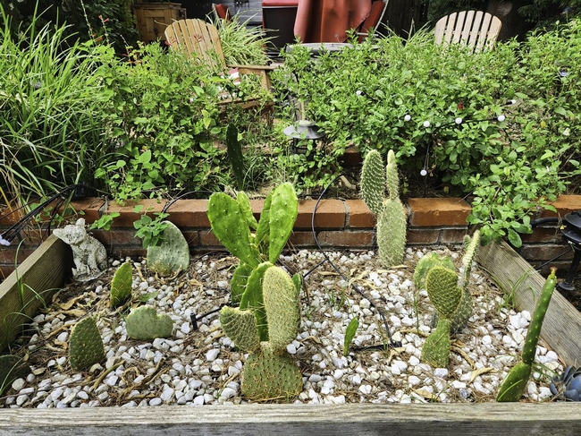 Rehomed cactus pads in my garden - A. Alvarado