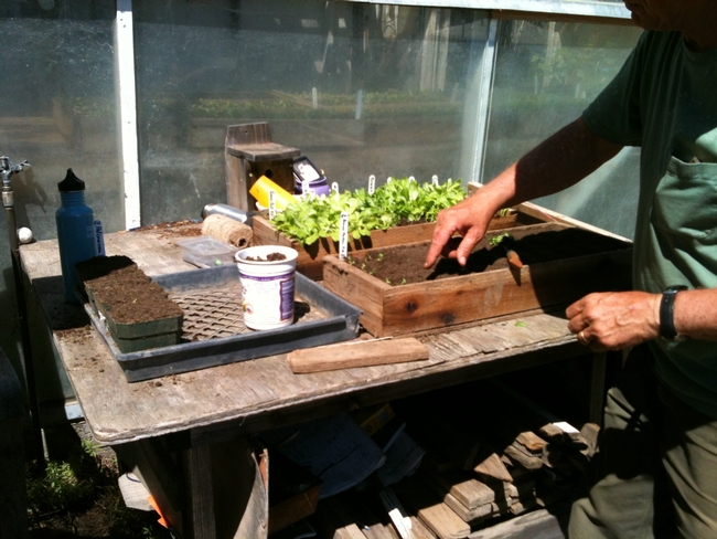 Seedlings in tray. (photos by Betty Homer)