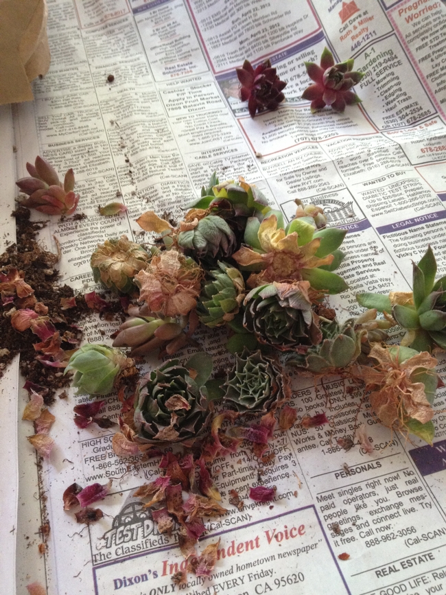 Loose succulents before cleaning.
