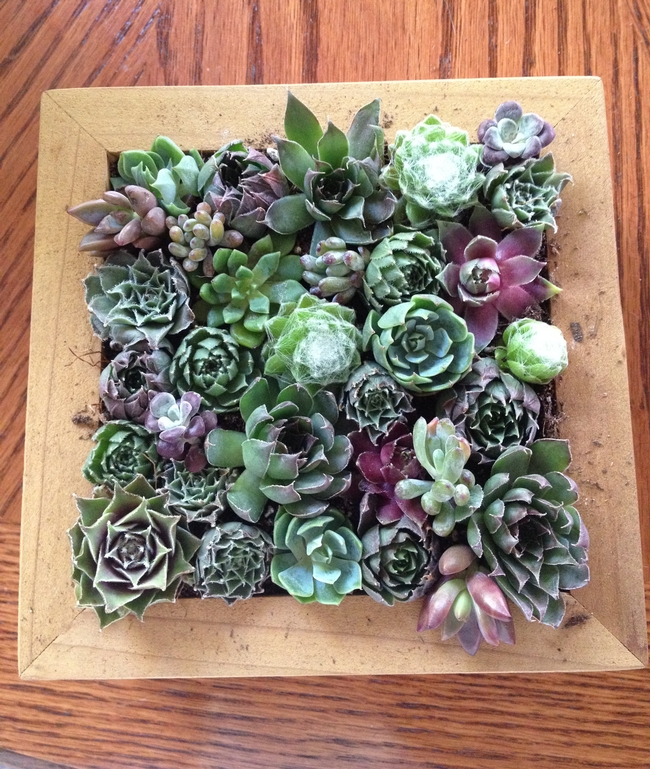 The finished picture frame of succulents.